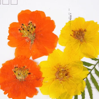Жълт Космос Истински сухи цветя Диаметър 5 СМ Естествени Растения За Телефон Калъф 60 Бр Безплатна Доставка